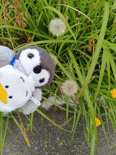 わたげ ふえたね