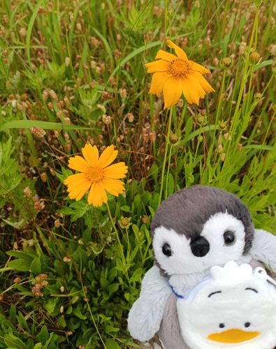 なんのお花か わからないけど きれいなお花 🌼