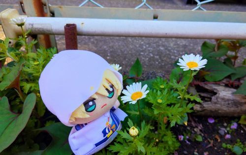 主が俺に似てるいると言っていた花の写真だ
……似ているか？
