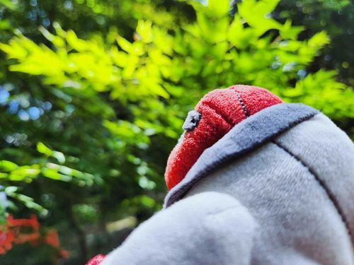 ちなみに　さっきのスタンプのおれは　このしゃしんからつくられた
あめがふるなか　もりのこえをききながら　トレーナーとゆっくりすごした　いいひだったぞ