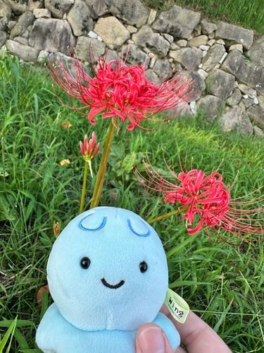 おはなーーーー！！！
ひがんばな？っていうんだって！！
わたしよりおっきい！！
きれい！！