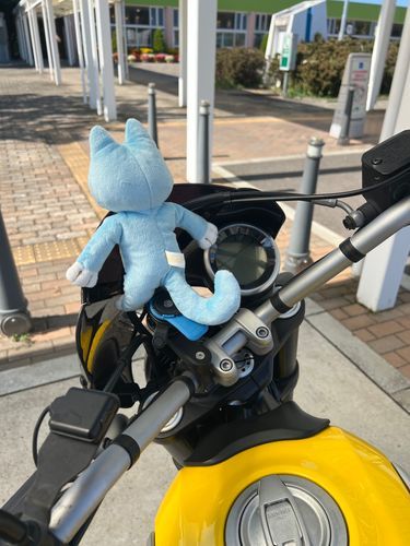 暑さに負けて立てた予定の半分で帰宅するねこだよ〜😖今日の勝負は夏の勝ち…🌞