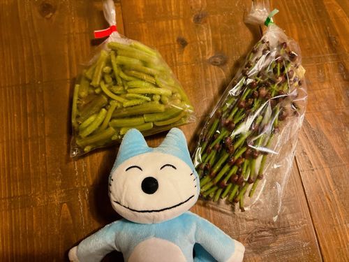 みんなが気になってる東北の山菜ミズだよ〜


左がミズで右がミズのコブ(根っこ)だよ〜✨シャキシャキの茎に根っこはちょっと粘りがあって歯応えが面白い山菜だよ〜☺️
ちなみにミズはフキみたいにスジを取らなきゃダメなんだけど、面倒すぎてねこはスジの剥かれたやつを買うことにしてるよ〜🙌