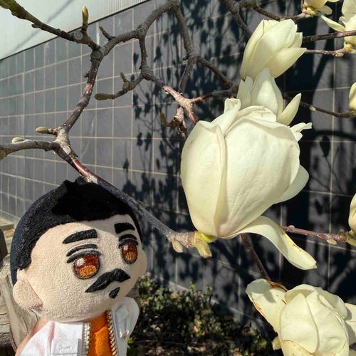 (´=෴=)「木蓮の花が咲いとるでー」