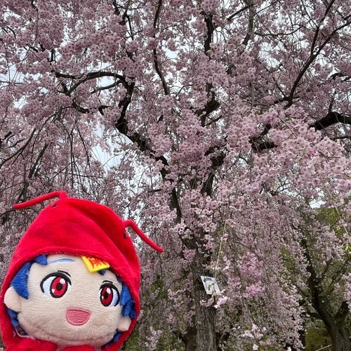 ちょっと遅めのお花見