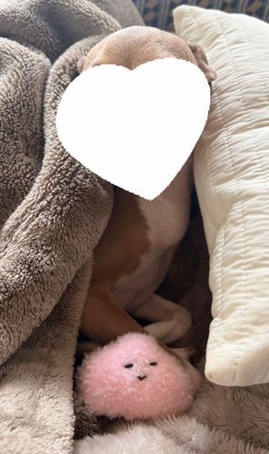 わんこにも好かれる(。・ω・)σﾞ╰U╯