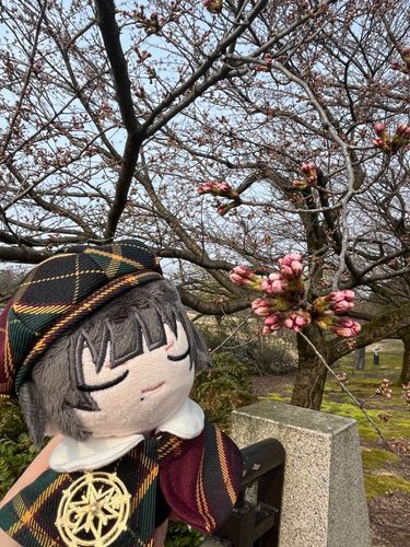 そろそろ咲きそうですね