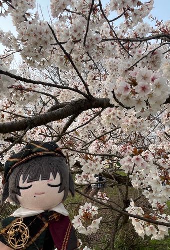 満開でした