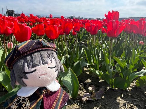 🌷