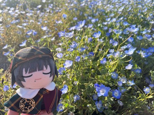 ネモフィラです。綺麗ですね