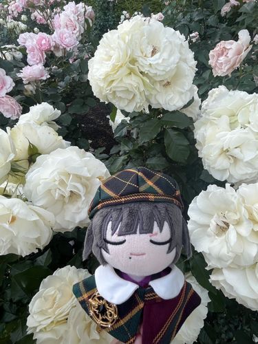 バラです。花弁何枚あるんでしょう
