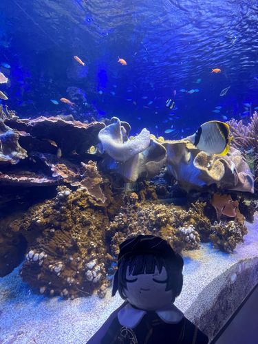 水族館にも行ってきました。綺麗ですね
