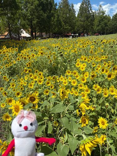 🌻畑
ちょっと小さめだけどカワイイ
