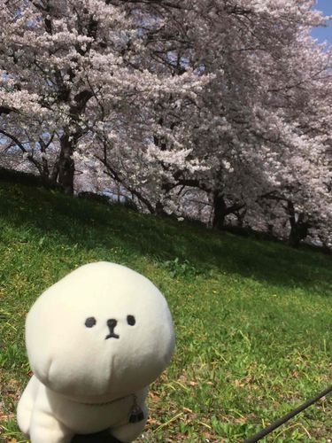 お花見日和！
