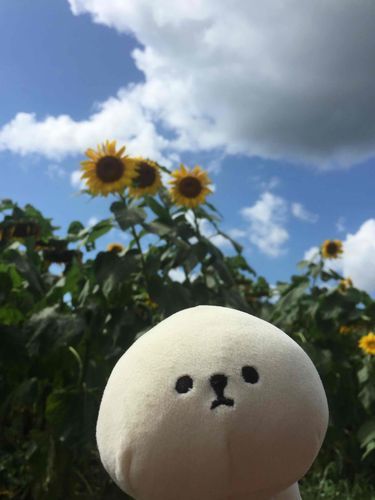 強風でひまわりさんも元気がないみたい…。