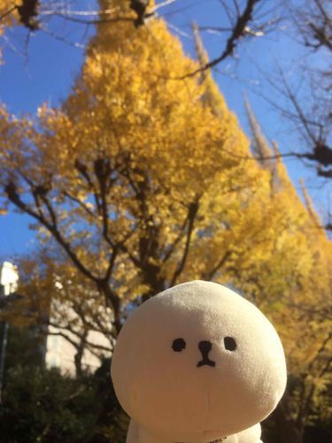 銀杏さんとも、もうすぐさよなら…。
また来年！
