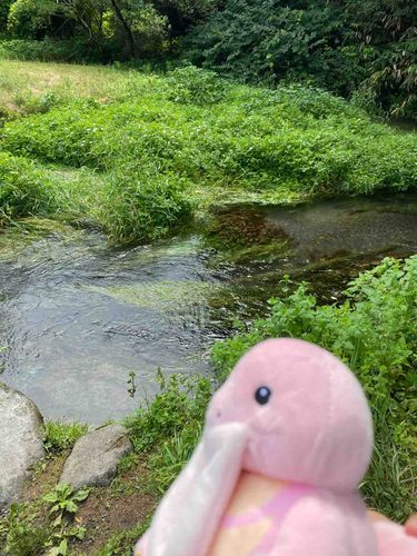 登山中に見つけた川