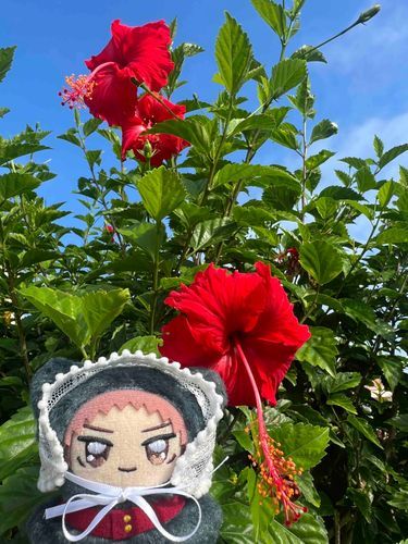 🌺