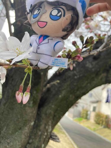 　この　桜　は　綺麗なので　頂戴　致しました　

　　　　　　　　怪盗キッド　