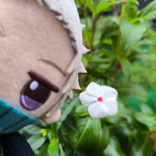 ニチニチソウ(日々草)🌸
