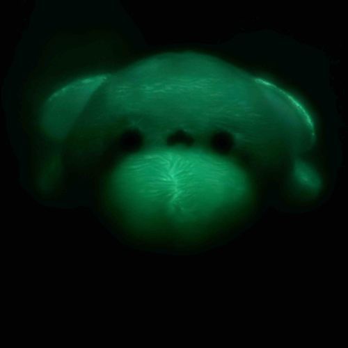 ぅ、暗闇で光るよ