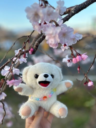 ソメイヨシノからの〜
バトンタッチで、しだれ桜の
シーズンだよ
