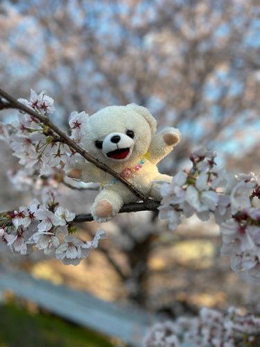 木登りしたらさ、オイラのプリけつに
桜の茶色いやついっぱい付いちゃった👻