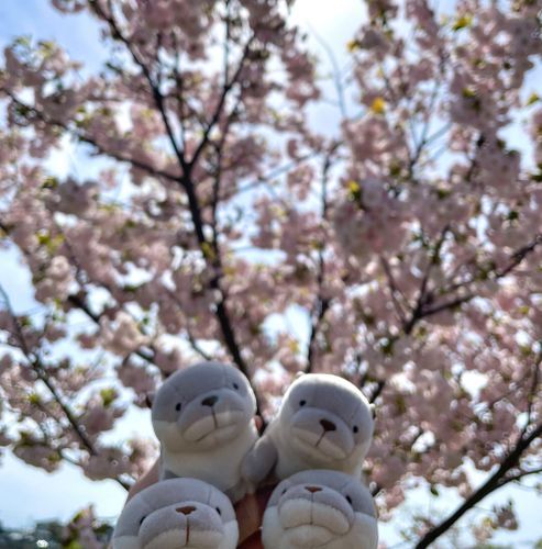 八重桜が咲いていましたヨォ〜🌸