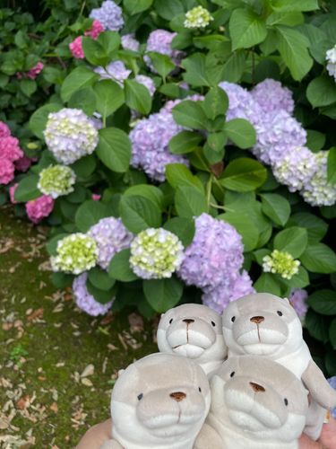 あじさいを見に行ってきましたァ〜！
青色のあじさいも咲いていたり色とりどりで素敵でしたヨォ〜！