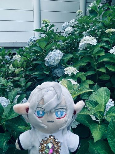 紫陽花を見に行った。