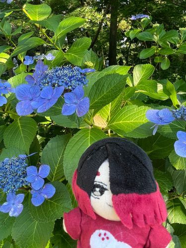 綺麗な紫陽花ですね、主様