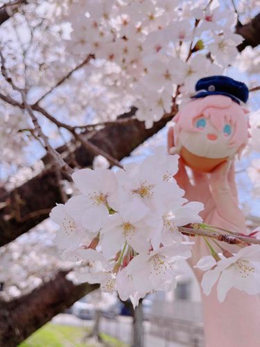 アイコンのあきたくん

桜が似合う、とても優しくてもちもちな子です