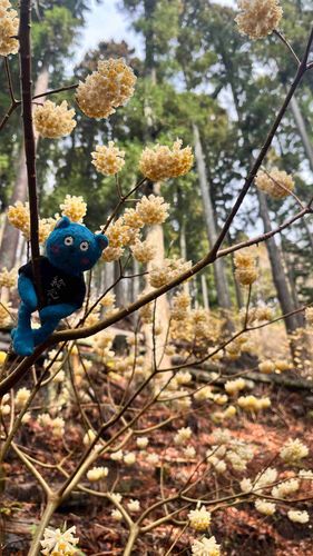 どようびに　とざんしたよ
みつまたっていう　はなが
そらに　ふわふわ　いっぱい　ういてる　みたい