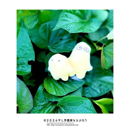 早朝のさつま芋畑デビュー