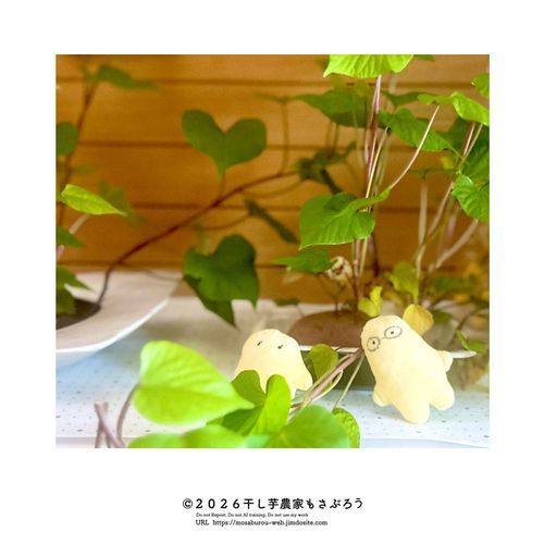 観賞用さつま芋