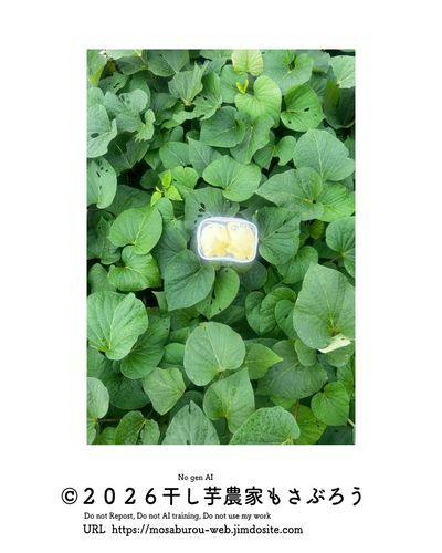 はらぺこ幼虫ヨトウムシが、こんにちはしている可能性があるため、ビニールボックスに入れられたまま写真を撮られた干し芋妖精

ぎゅむぎゅむ
そして何故か輝いている

#干し芋農家もさぶろう
 #ぬい活さんと繋がりたい
#ぬい撮りさんと繋がりたい
#干し芋好きな人と繋がりたい