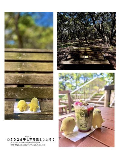 国営ひたち海浜公園に行ってきた干し芋妖精
コキアは薄ら色付いていました

帰ったら田んぼに行くよ☺️