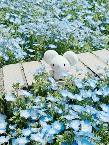 ネモフィラを見たフィラねぇ