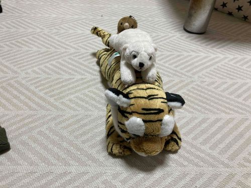 新しく天王寺動物園から来た3匹だよ