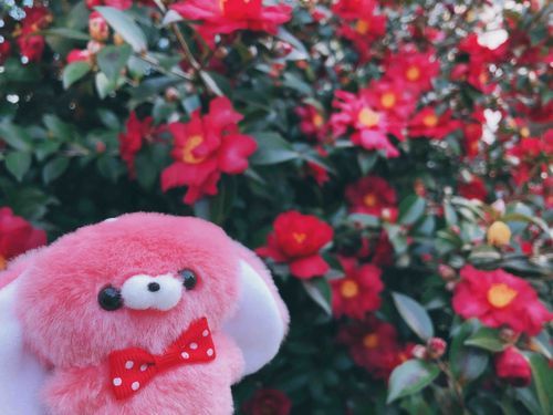 2025.2.15
冬のお花⛄さがしさがし💐