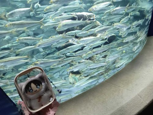 魚いっぱい