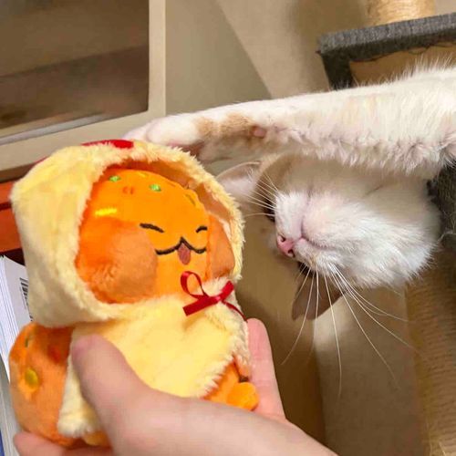 先日仲間入りしたおむりすちゃん！オムライスのポンチョは着脱可能
ねこの洗礼をうけています