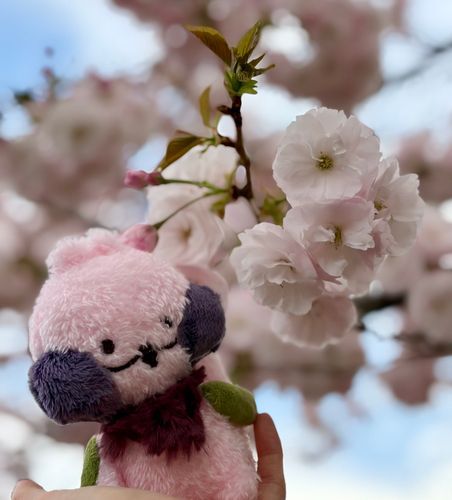 八重桜が満開🌸