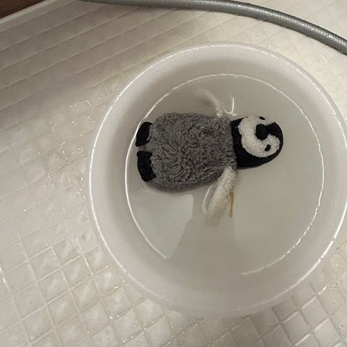 ぺんぎんを洗いました^_^