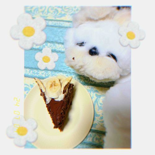 
あれ？きんちゃんもう食べてない…？チョコレートがお口についてるよ？！😅🍫