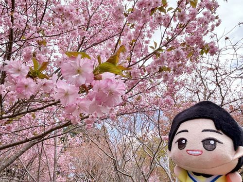 またまたお久しぶりです
行ってから時間経っちゃったけど、、かずむお兄さんと桜見てきたよ♡🌸
満開で綺麗だった❕