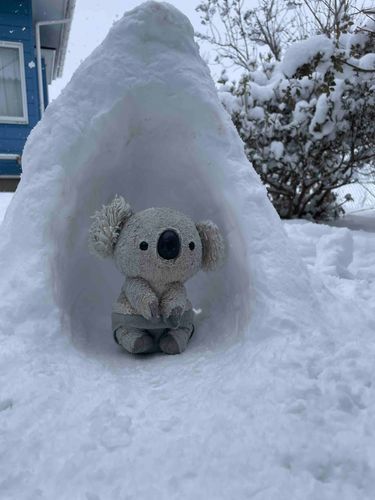 にんげんの雪遊びに付き合ってあげました。わるくない出来です。