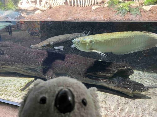 人間と水族館デート、デートらしいロマンチックな魚じゃなく古代魚と🐟