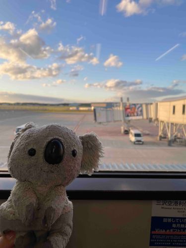 空飛ぶコアラ✈️