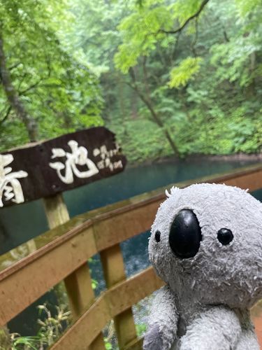 青池は青くて綺麗でした。人間はクマに会うんじゃないかって恐れてました。